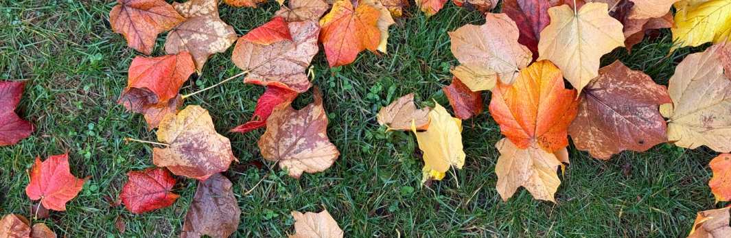 fall leaves on green grass
