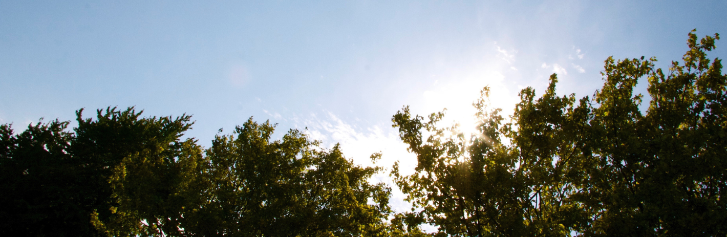 sun peeking through the treetops